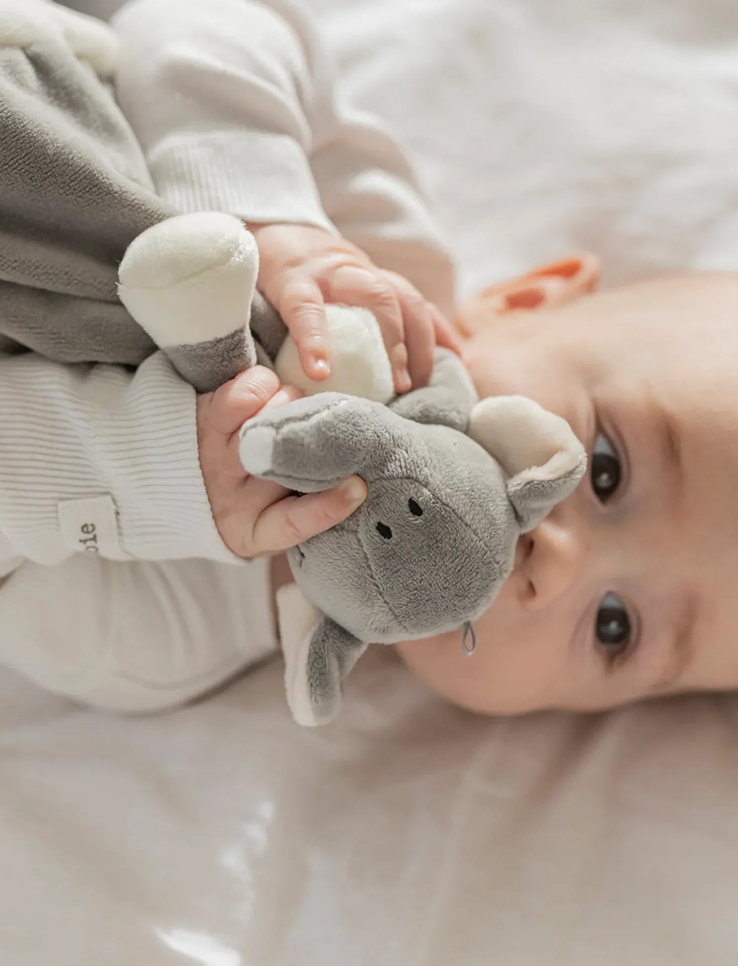Diinglisar, Snuttefilt, Elefant
