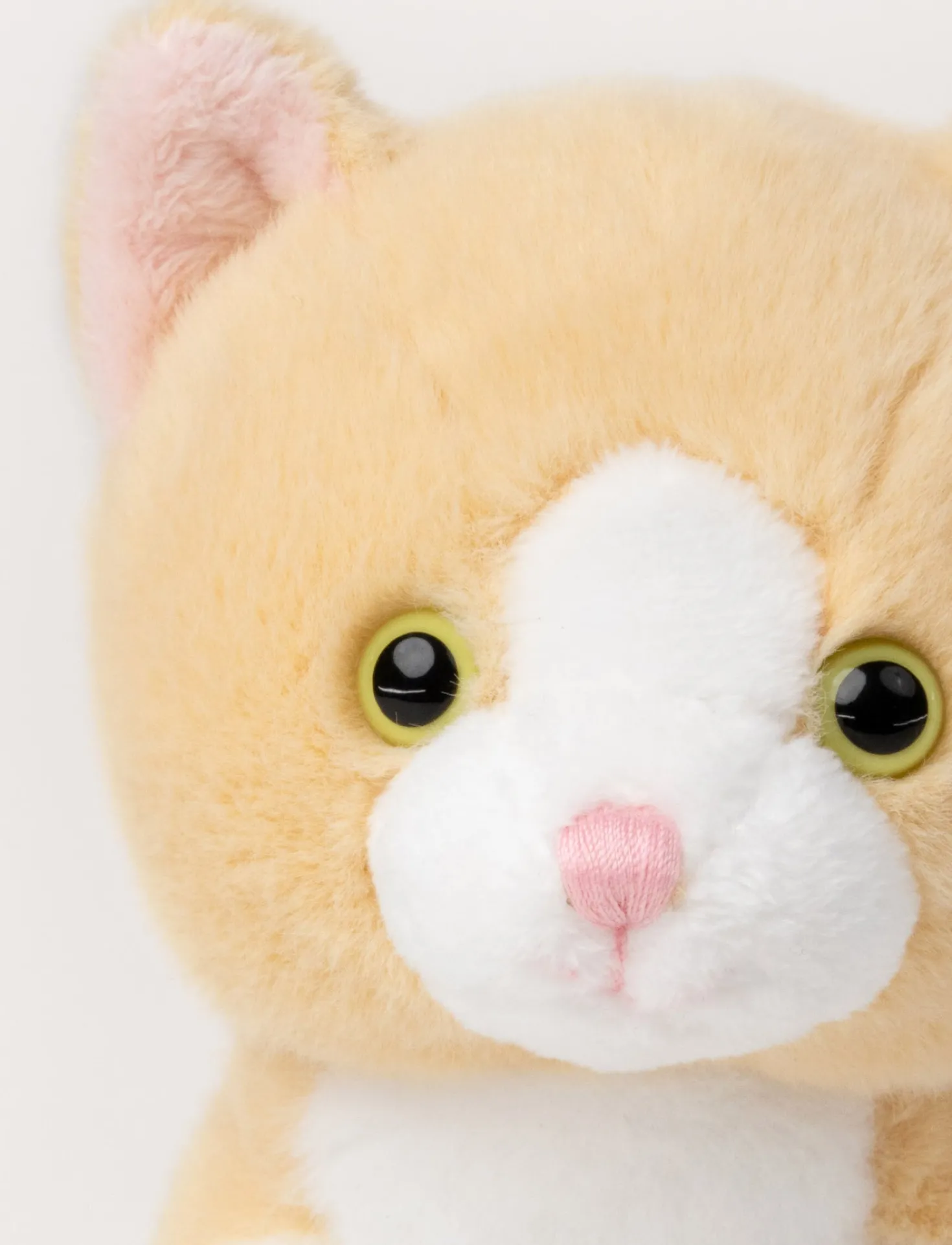 Kattungar, Beige