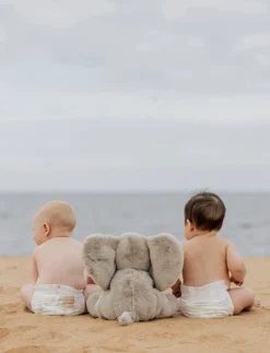 Sebbe, Elefant