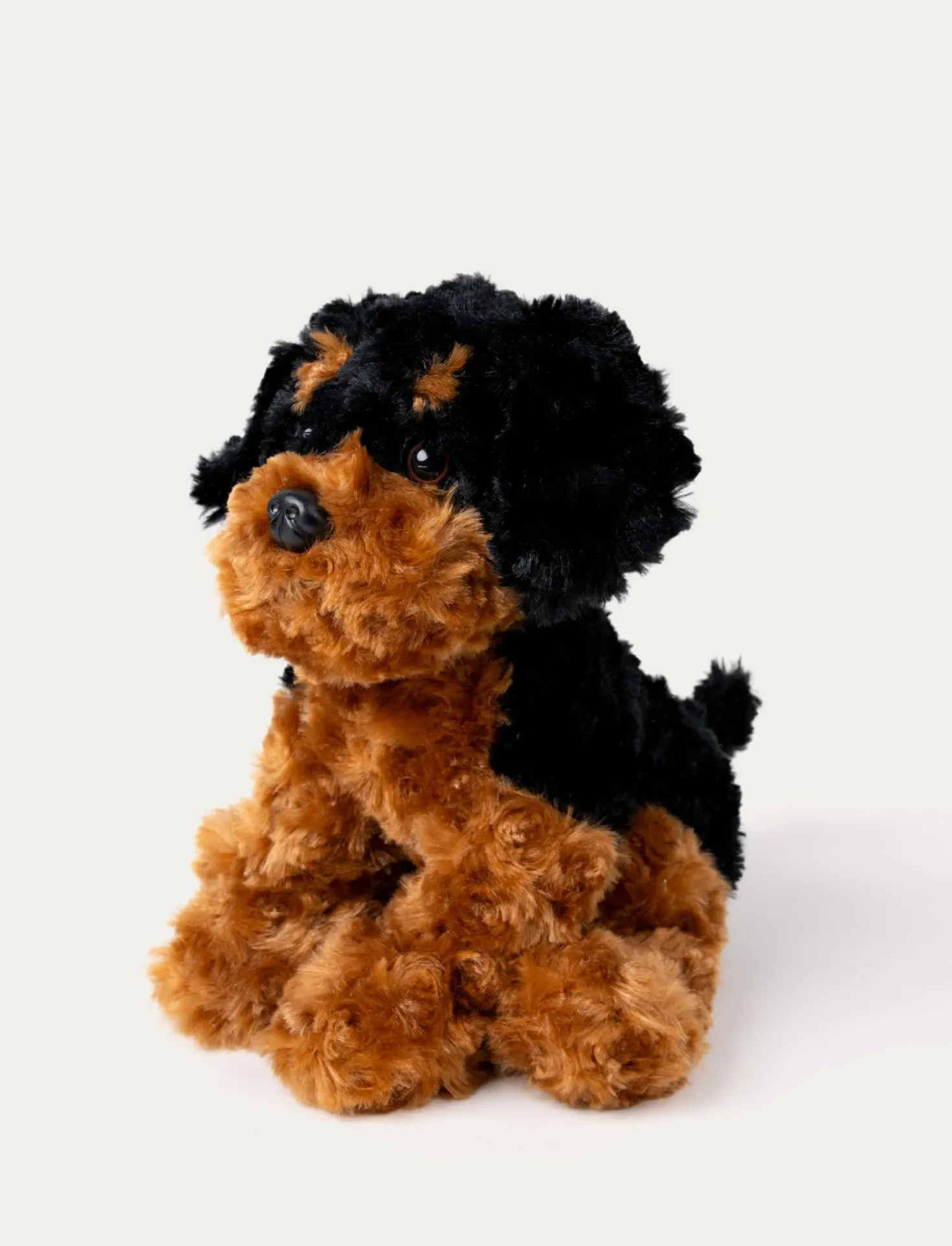 Teddy Dogs, Hund, Brun