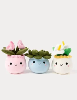 Teddy Flowers, Presentblomma, Trio