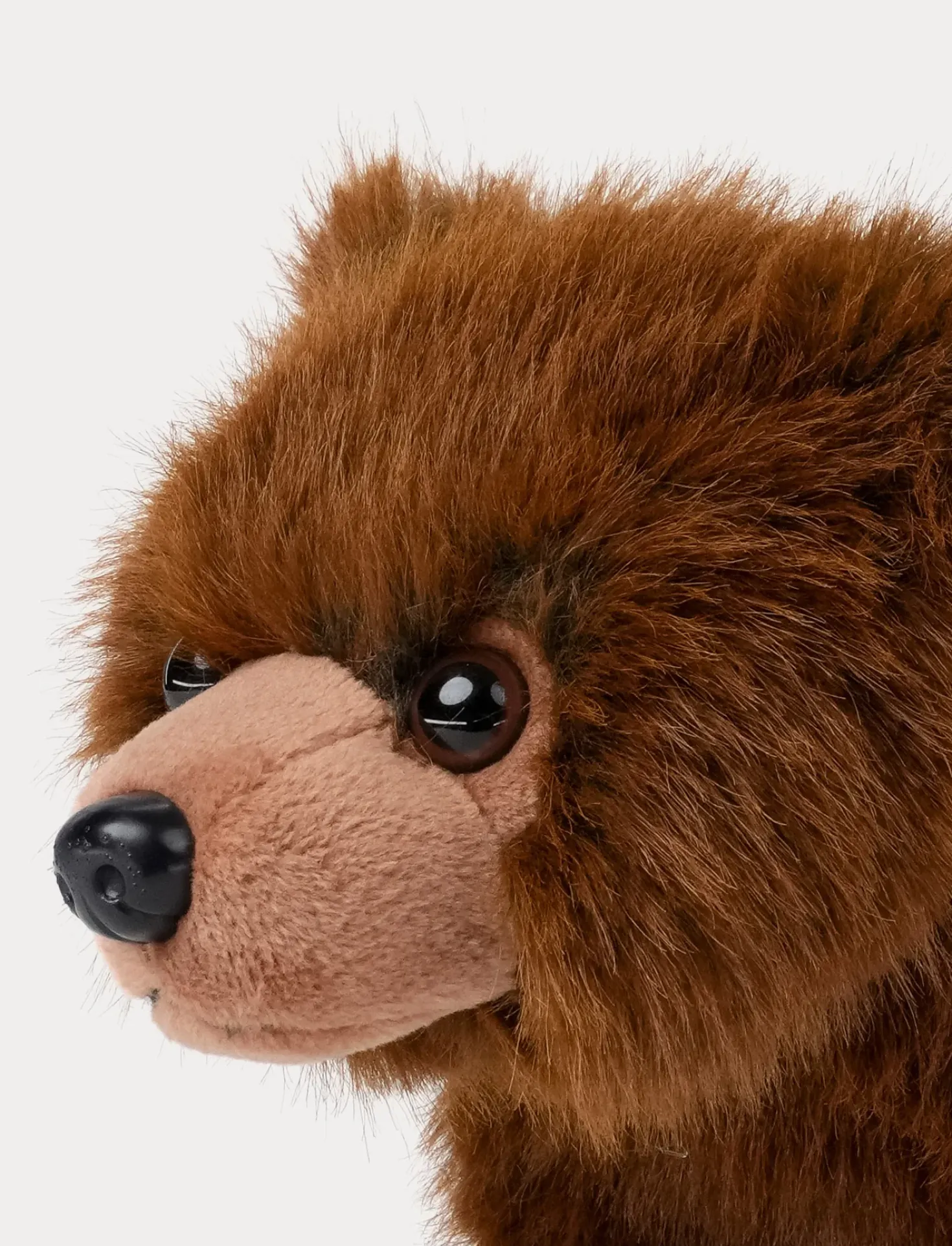 Teddy Forest, Björn