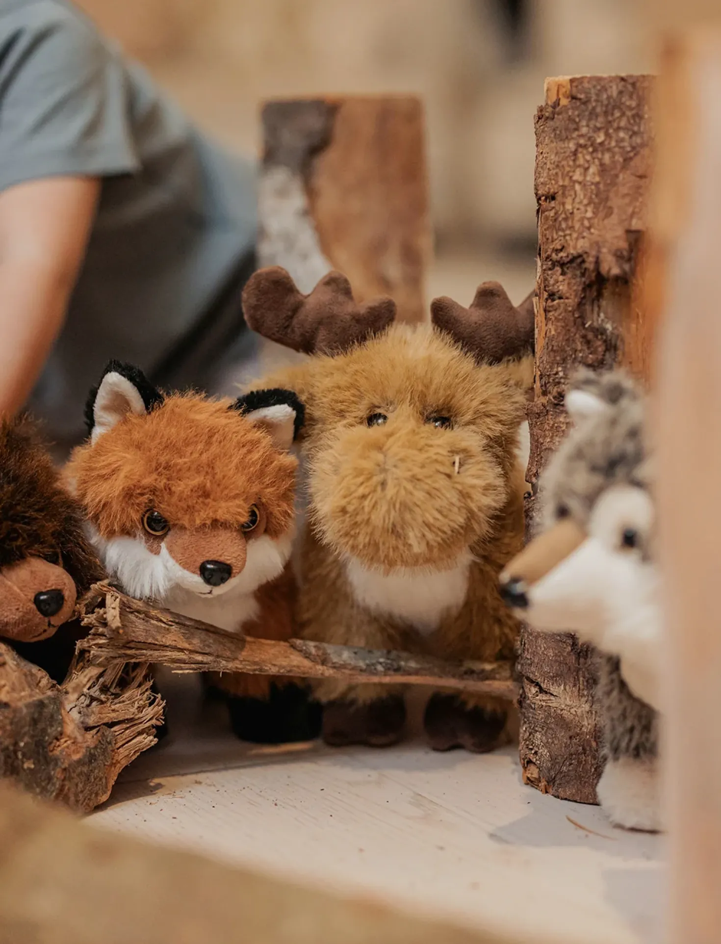 Teddy Forest, Varg