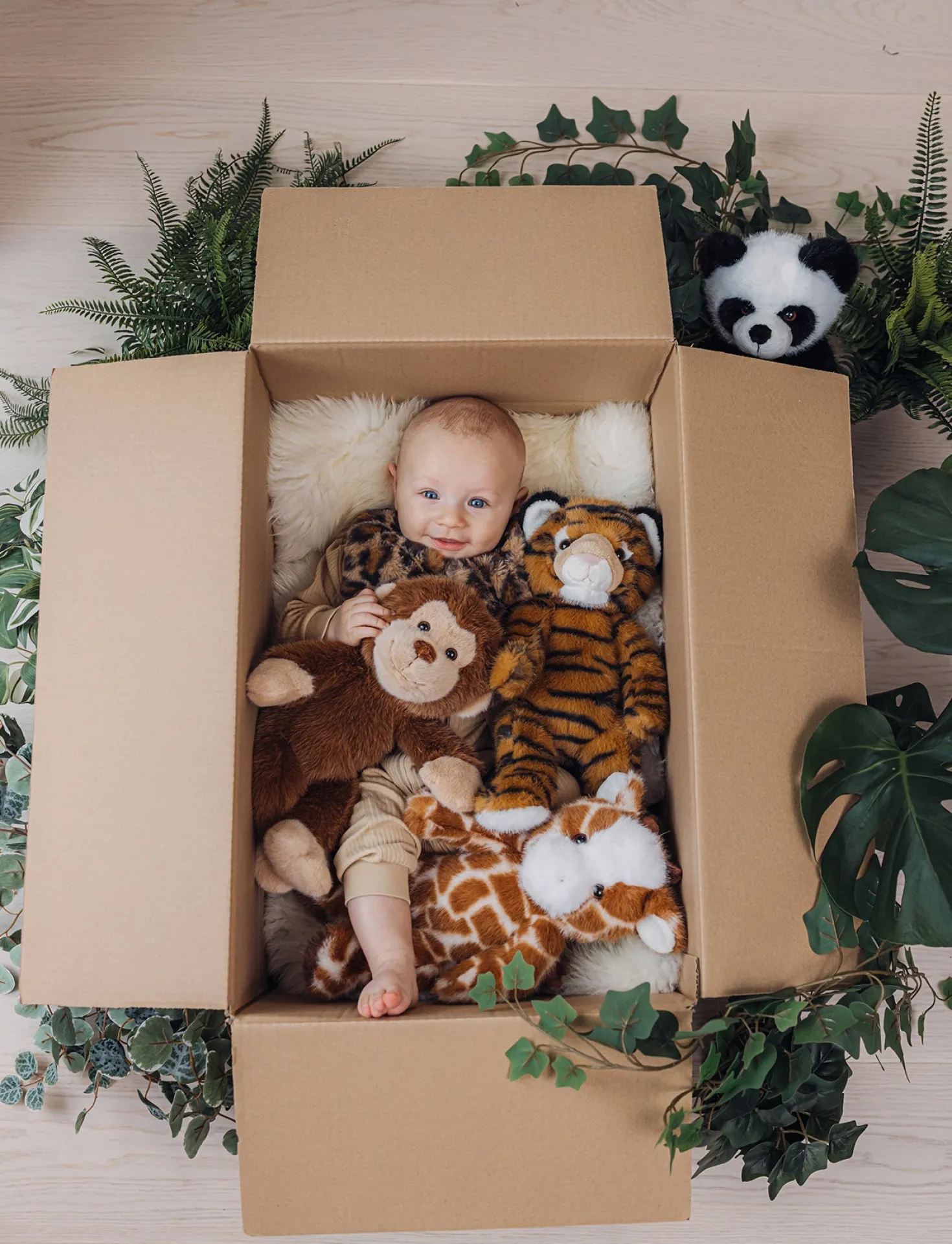 Teddy Wild, Giraff
