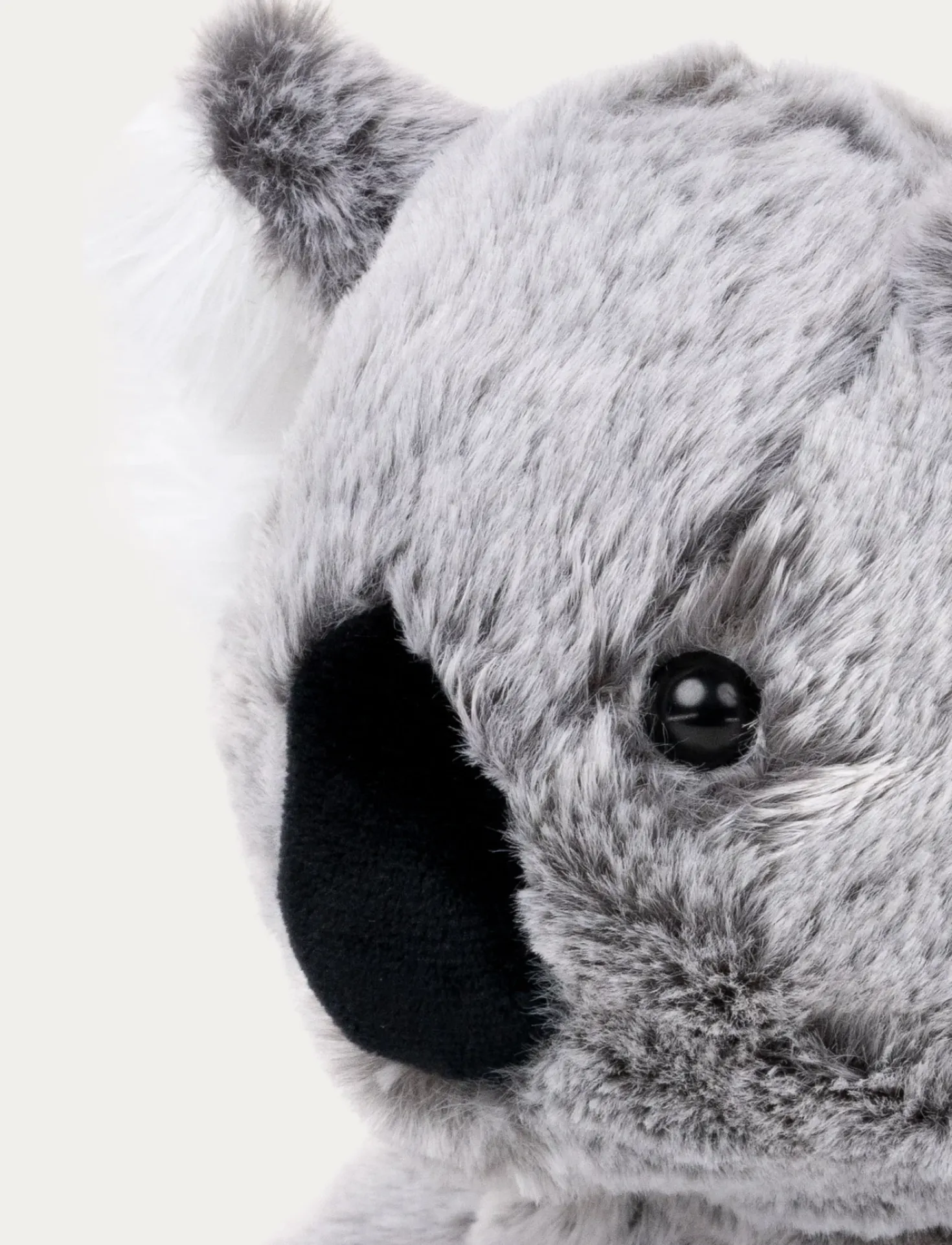 Teddy Wild, Koala